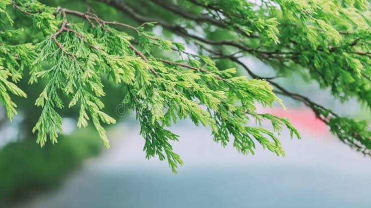 Cedar branches in soft light